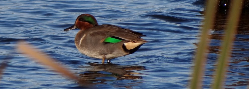 Green-winged Teal (male) at Annapolis Royal Marsh - Oct. 29, 2013 - Larry Neily