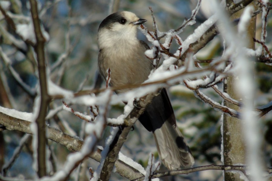 Gray Jay - Nov. 12, 2016 - Larry Neily