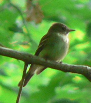 Goose Creek at Snickersville Turnpike, VA - May 29, 2007