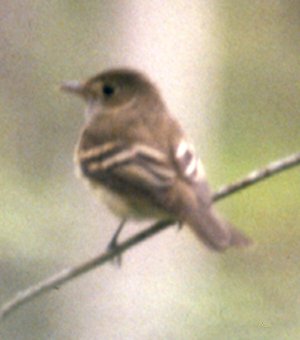 Trembling Earth Nature Trail, Okefenokee Swamp, GA - May 19, 1985