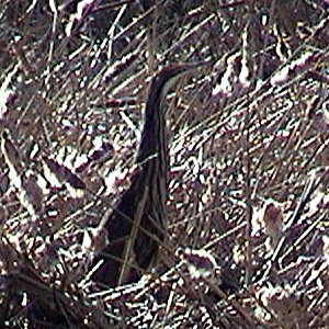 Petite Presqu'&icirc;le, Plaisance, QC - Apr. 24, 2004