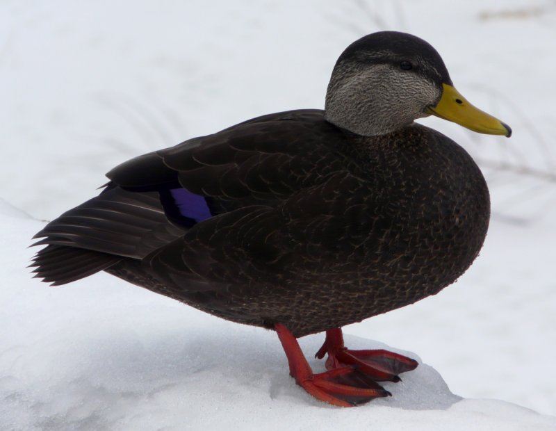 Strathcona Park, Ottawa, ON - Dec. 27, 2009