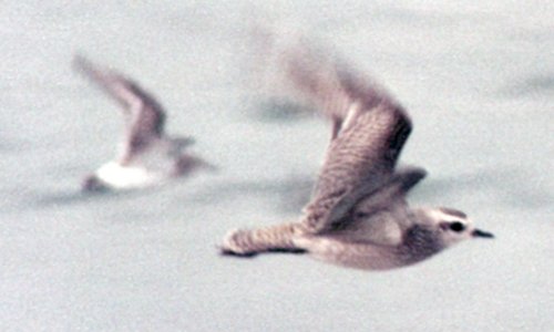 Hartland Point, NS - Oct. 26, 1983 - with White-rumped Sandpiper