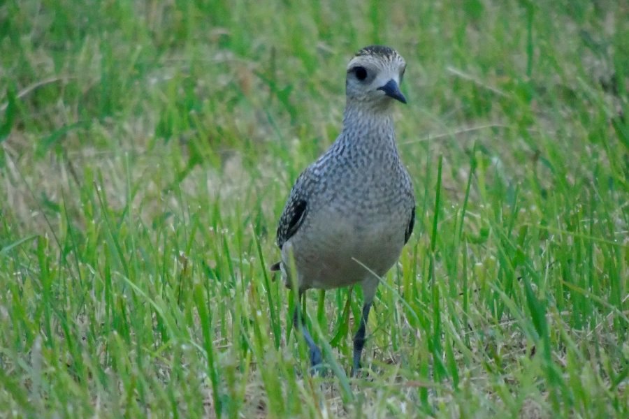 Chebogue Point, NS - Sep. 9, 2015