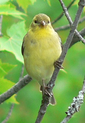 Mer Bleue, ON - Jun. 3, 2007 - summer female