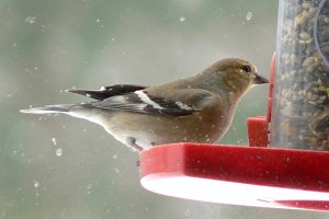 Tremont, NS - Dec. 25, 2005 - winter female