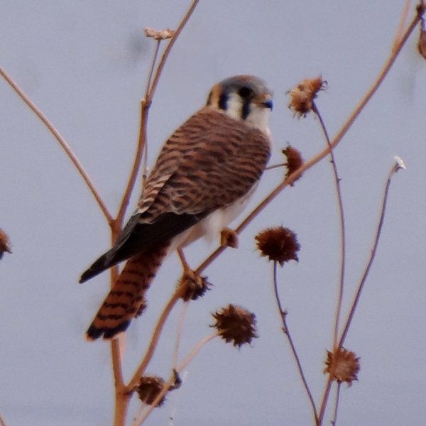 Bosque del Apache, NM - Dec. 20, 2011 - female