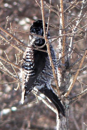 Moose Bog, VT - Jan. 28, 2007