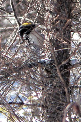 Moose Bog, VT - Jan. 28, 2007