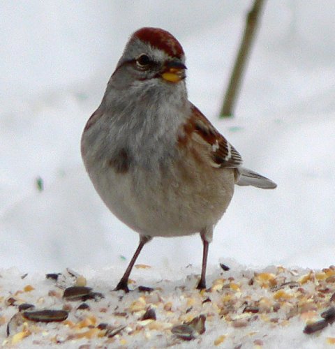 Shirleys Bay, ON - Jan. 8, 2006
