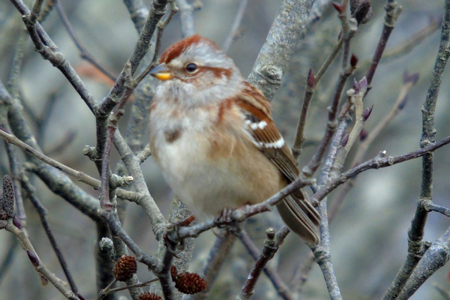 Bunkers Island, NS - Dec. 10, 2015