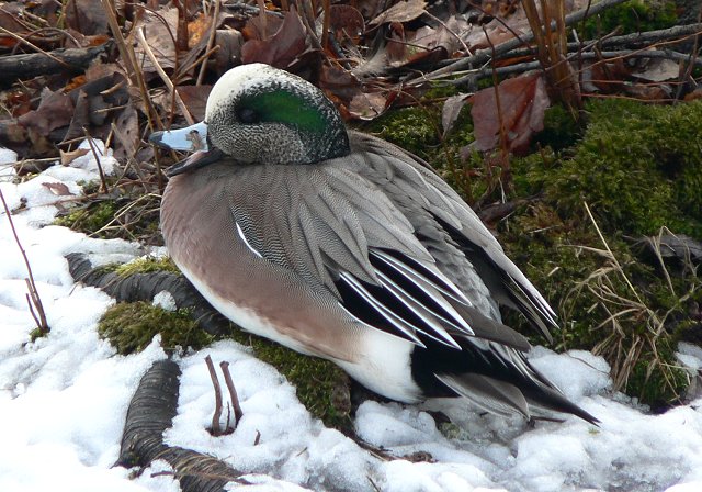 Sullivan's Pond, Dartmouth, NS - Feb. 4, 2006