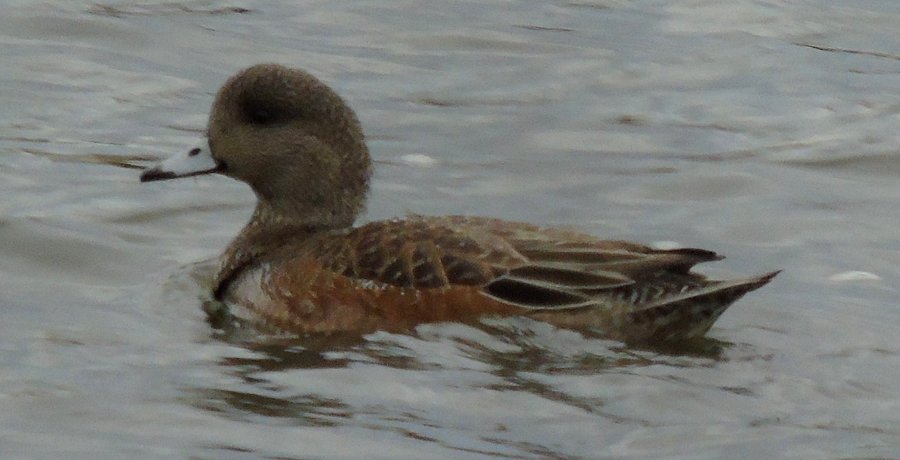 French Basin Trail, Annapolis Royal, NS - Nov. 7, 2015