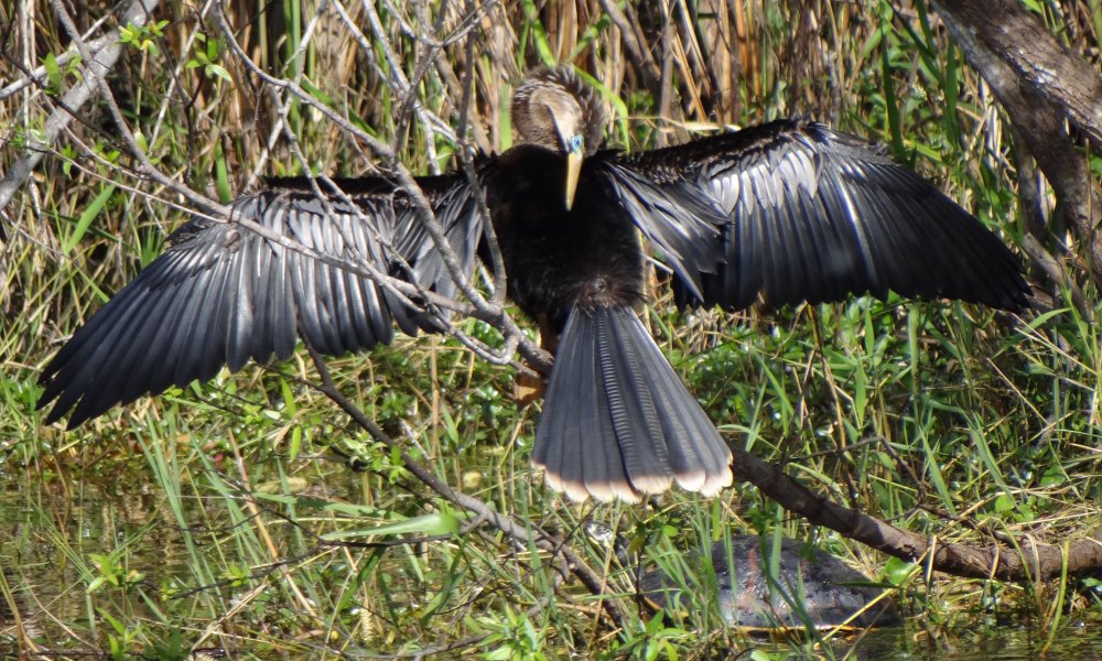 Anhinga Trail, Everglades National Park, FL - Jan. 12, 2013 - breeding male
