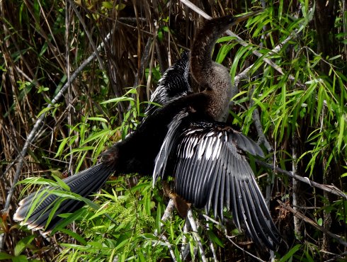 Anhinga Trail, Everglades National Park, FL - Jan. 12, 2013 - non-breeding male