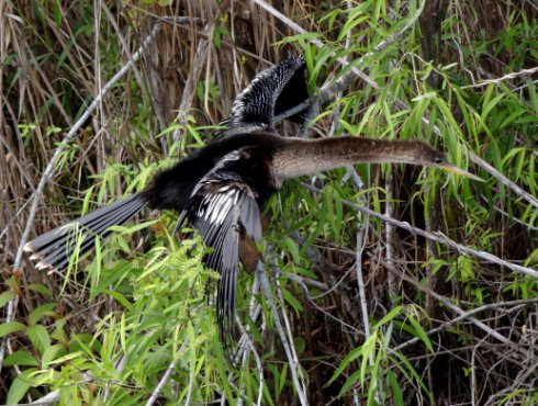 Anhinga Trail, Everglades National Park, FL - Jan. 12, 2013 - non-breeding male