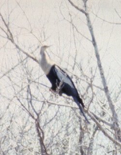 Merritt Island NWR, FL - May 6, 1985 - adult female