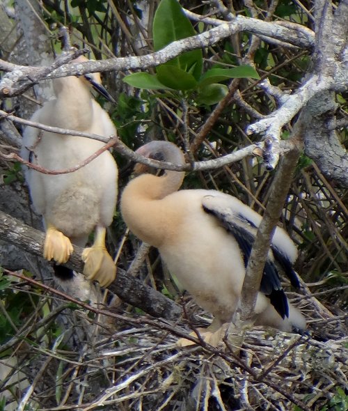 Anhinga Trail, Everglades National Park, FL - Jan. 12, 2013 - young at nest