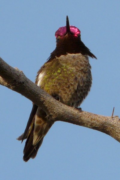 Gilbert Water Farms, Gilbert, AZ - Apr. 2, 2010 - male