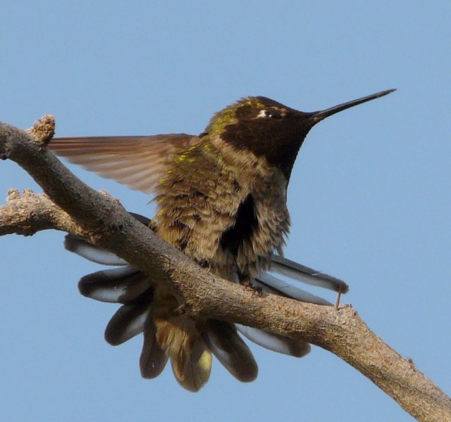 Gilbert Water Ranch, Gilbert, AZ - Apr. 2, 2010 - male