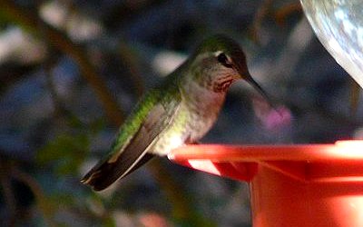 Boyce-Thompson Arboretum, Superior, AZ - Apr. 6, 2010 - female