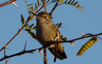 Gilbert Water Ranch, Gilbert, AZ - Dec. 25, 2010 - female