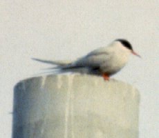 Valdez, AK - May 1, 1989