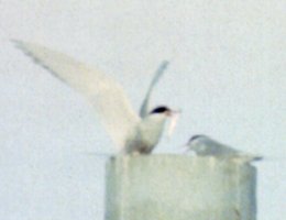 Valdez, AK - May 1, 1989