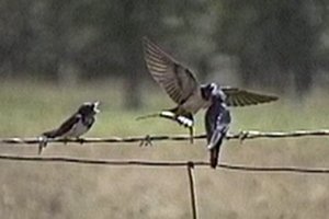 South of Ottawa, ON
- Jul. 26, 1991 - adult hovering to feed young