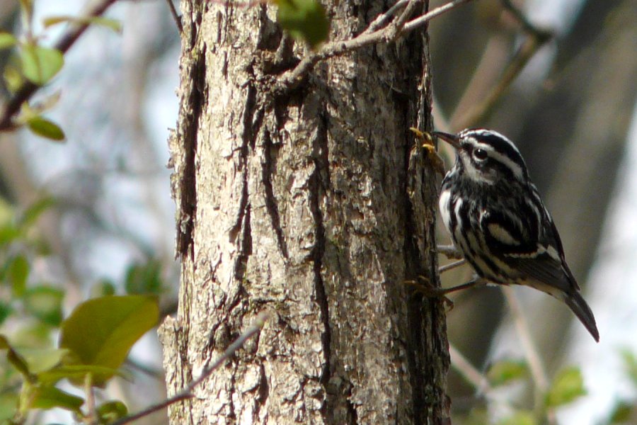 Britannia Conservation Area, Ottawa, ON - May 7, 2011 - male