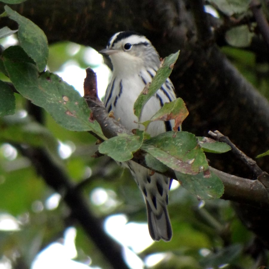 Victoria Beach, NS - Sep. 16, 2014 - female