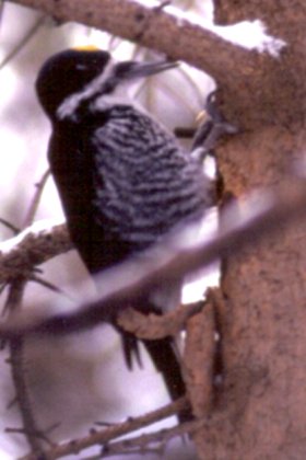 Lac de Loupe Road, N of Quyon, QC - Dec. 17, 1988