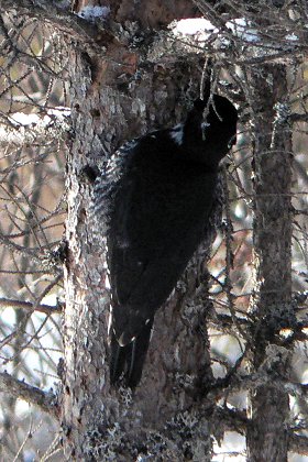 Moose Bog, VT - Jan. 28, 2007
