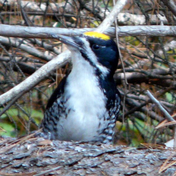 Spruce Bog Trail, Algonquin Provincial Park, ON - September 12, 2010