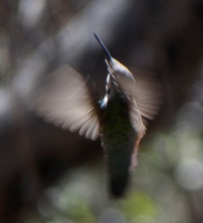 Ash Canyon, AZ - Apr. 16, 2013 - female