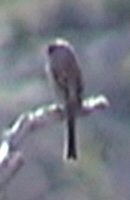 Aguirre Springs, NM - Apr. 27, 2003