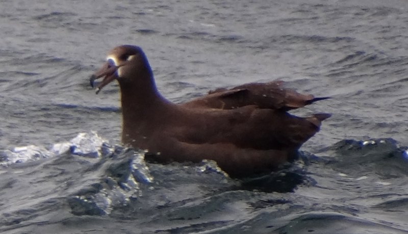 Offshore from Ventura, Santa Barbara Co., CA  - Apr. 27, 2013