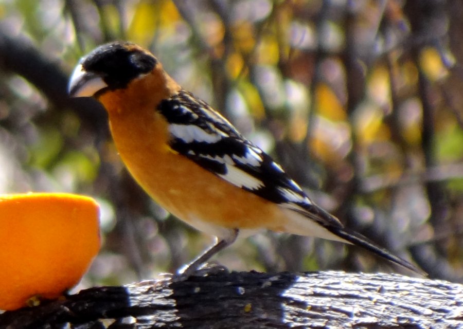 Ash Canyon, AZ - Apr. 16, 2013 - breeding male