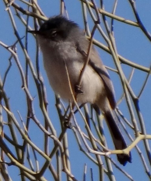 Bill Williams River National Wildlife Refuge, AZ - Feb. 6, 2013 - winter male in transition to breeding plumage
