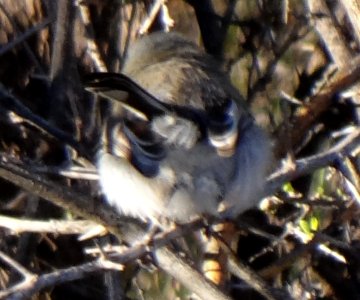 Bill Williams River National Wildlife Refuge, AZ - Feb. 5, 2013 - adult female