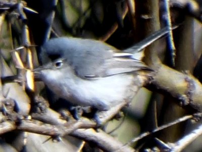 Bill Williams River National Wildlife Refuge, AZ - Feb. 6, 2013 - winter male