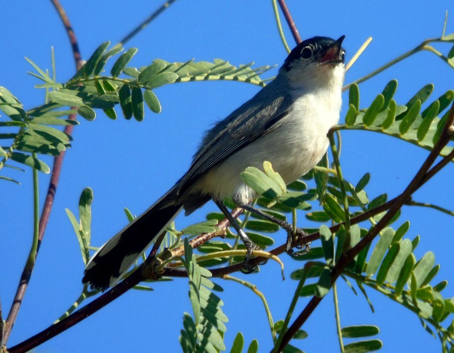 Veteran's Oasis Park, Chandler, AZ - Apr. 20, 2016 - breeding plumaged male