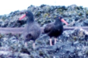 McNeill Bay, BC - Aug. 14, 1979