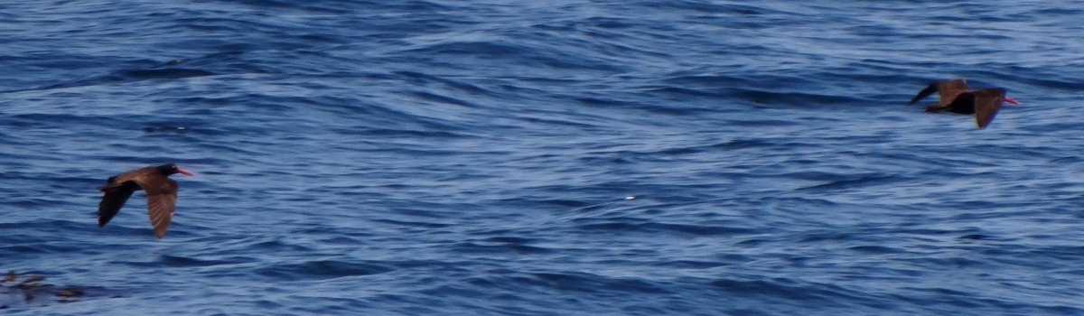 Santa Cruz Island, CA - Apr. 26, 2013