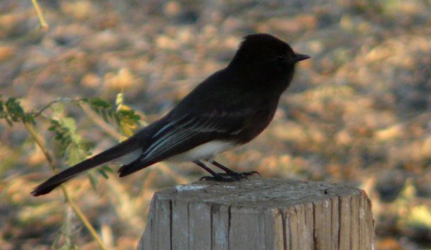 Gilbert Water Ranch, Gilbert, AZ - Dec. 25, 2010