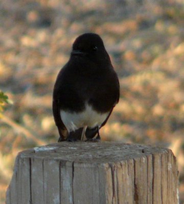 Gilbert Water Ranch, Gilbert, AZ - Dec. 25, 2010
