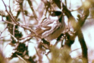 Wilmot, NS - May 18, 1982 - breeding male