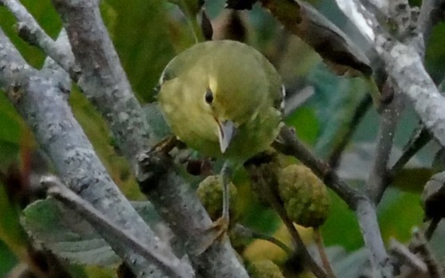 Chebogue Point, NS - Sep. 9, 2015 - 1st winter female