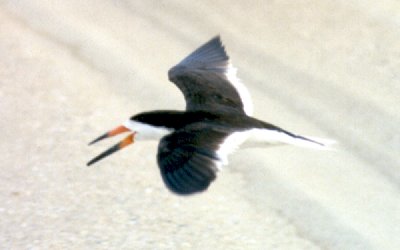 Cape Hatteras, NC - Aug. 23, 1987