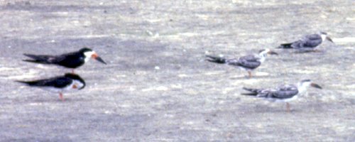 Chincoteague NWR, VA - Aug. 19, 1987 - adults (left) - juveniles (right)